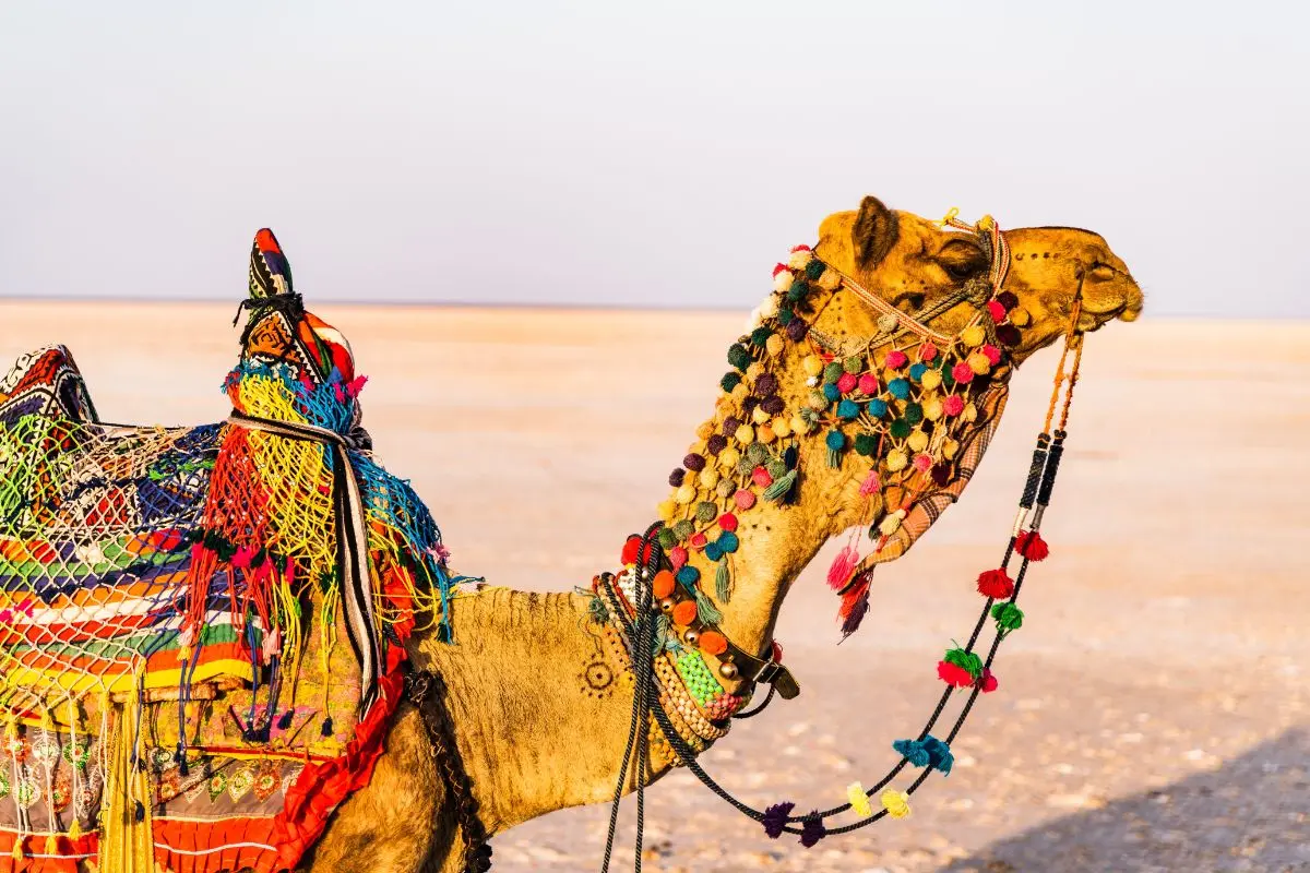 jaisalmer desert festival

