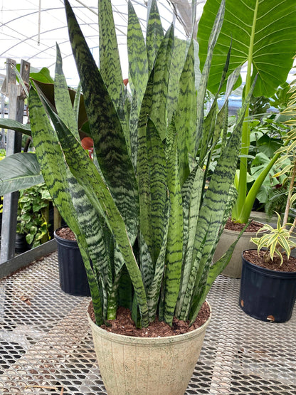 Sansevieria Trifasciata ‘Zeylanica’