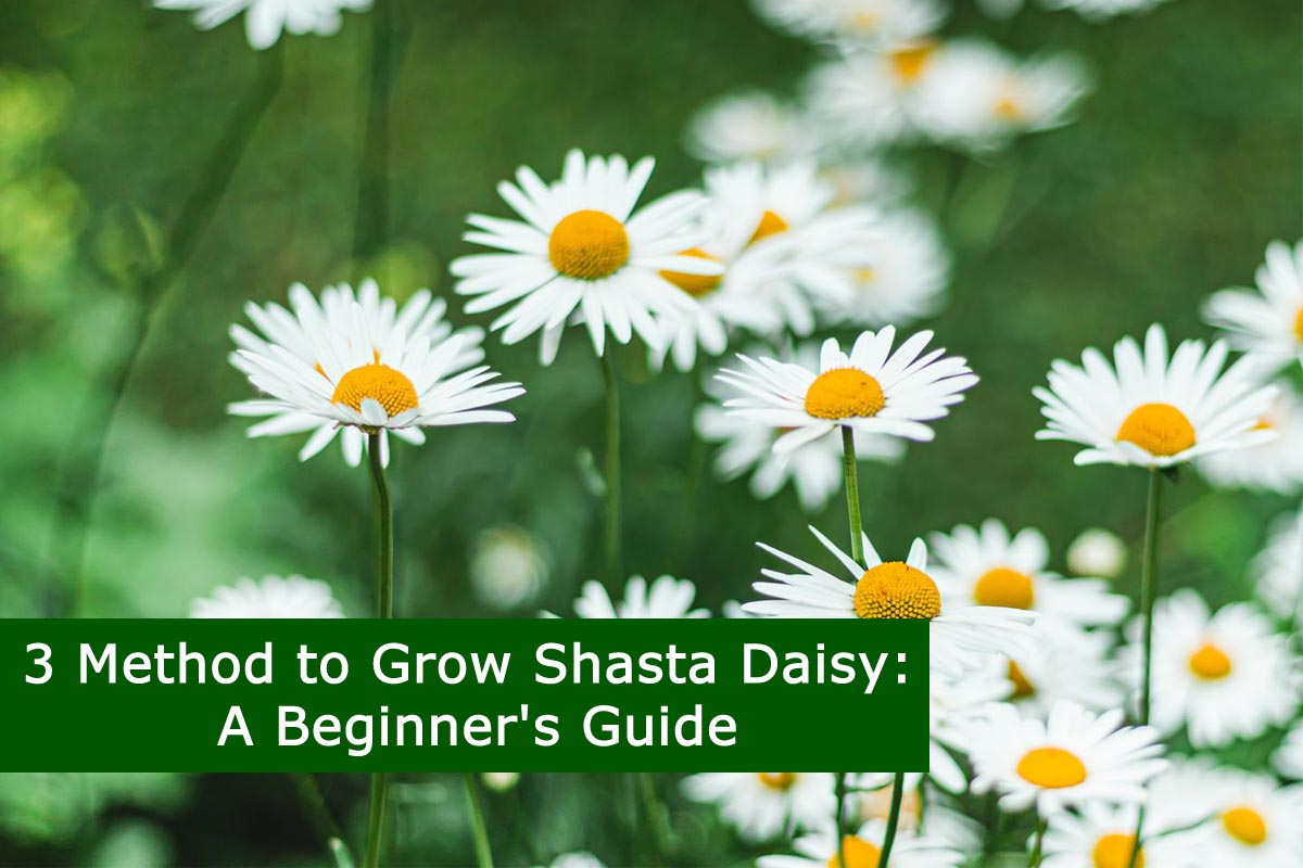 How to Plant Shasta Daisies