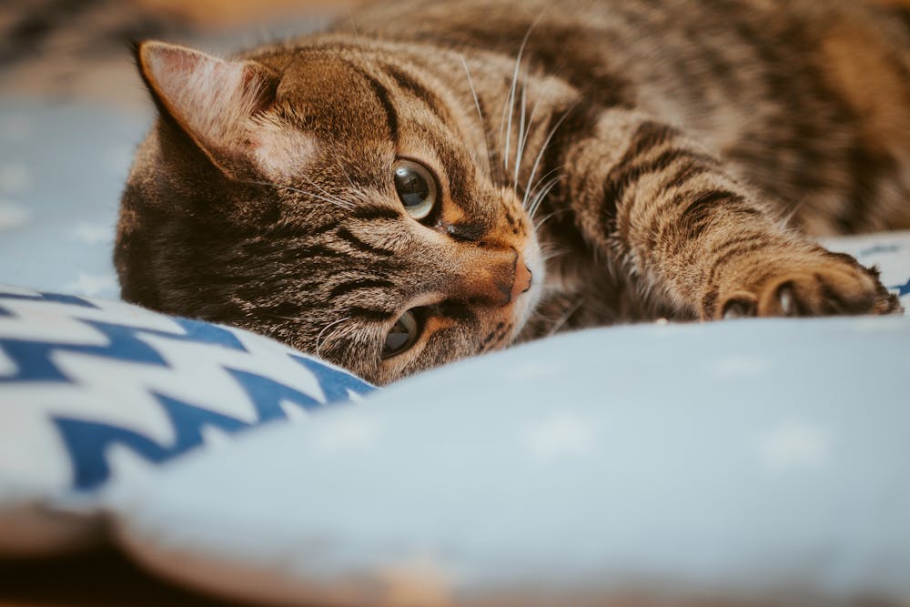 Brown Tabby Cat Lying on Blue Bed