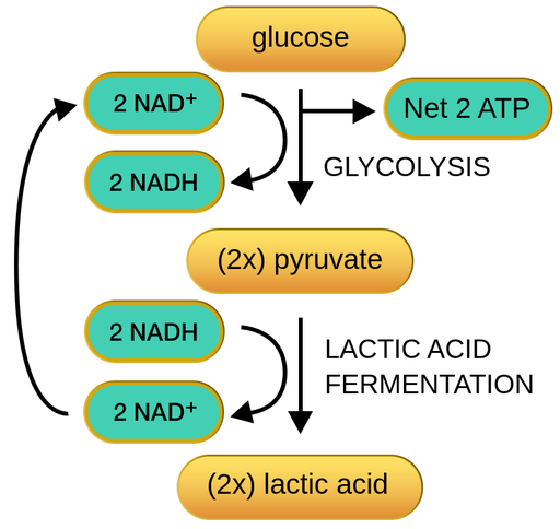 Anaerobic cellular respiration - Labster Theory