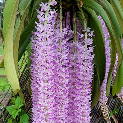 Foxtail Orchid Flowers