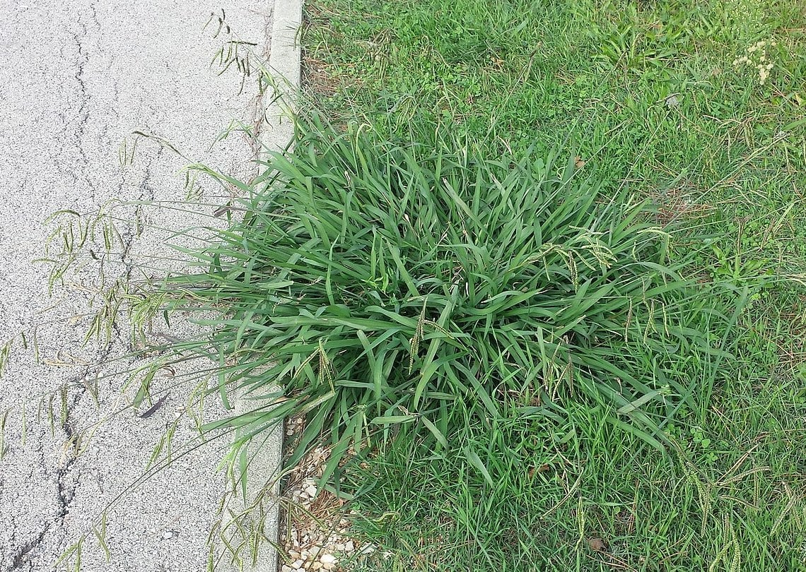 Dallisgrass