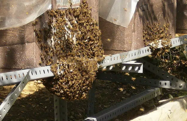 L'énigme de la ronde des abeilles (festooning) - APICULTEUR DÉBUTANT