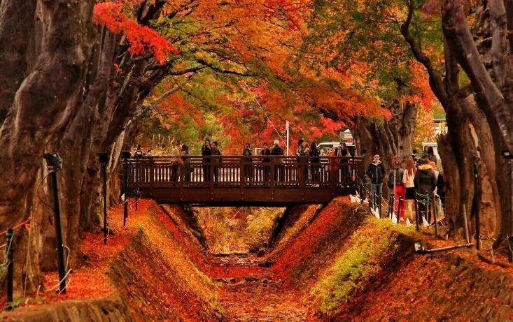 Hành lang Maple tuyệt đẹp gần Núi Phú Sĩ (Yamanashi)