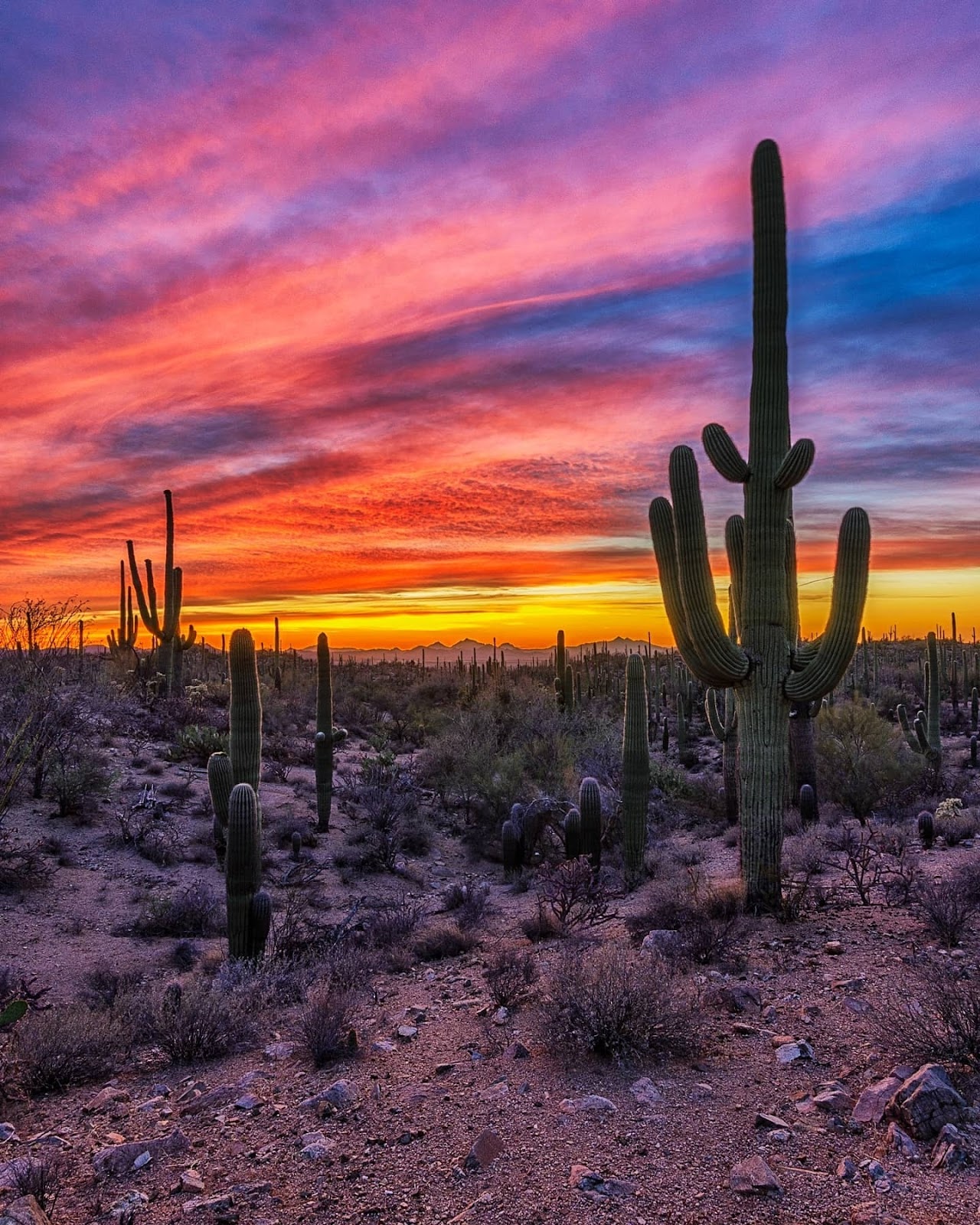 Saguaro National Park