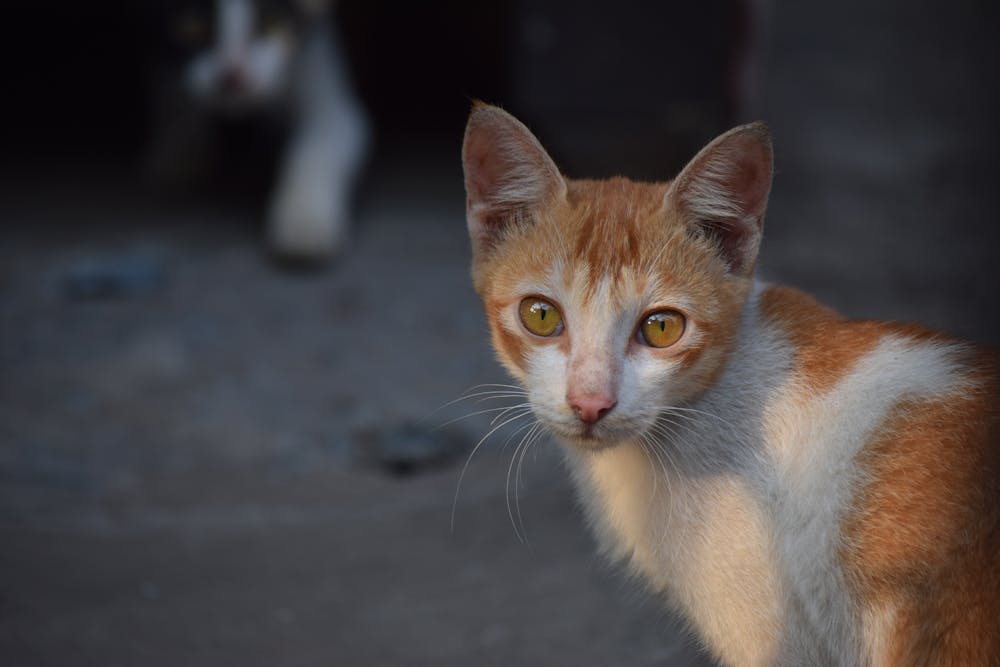 Cats on the street
