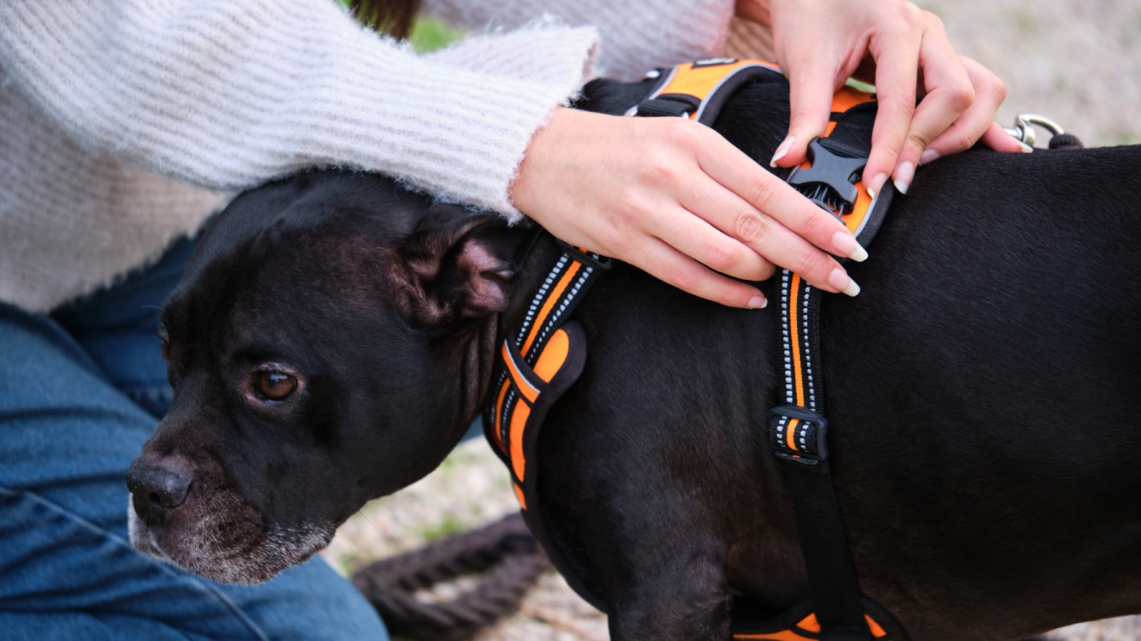 how to put a harness on a dog