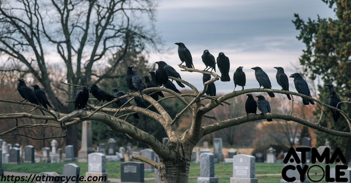 Crows in Spiritual Practices