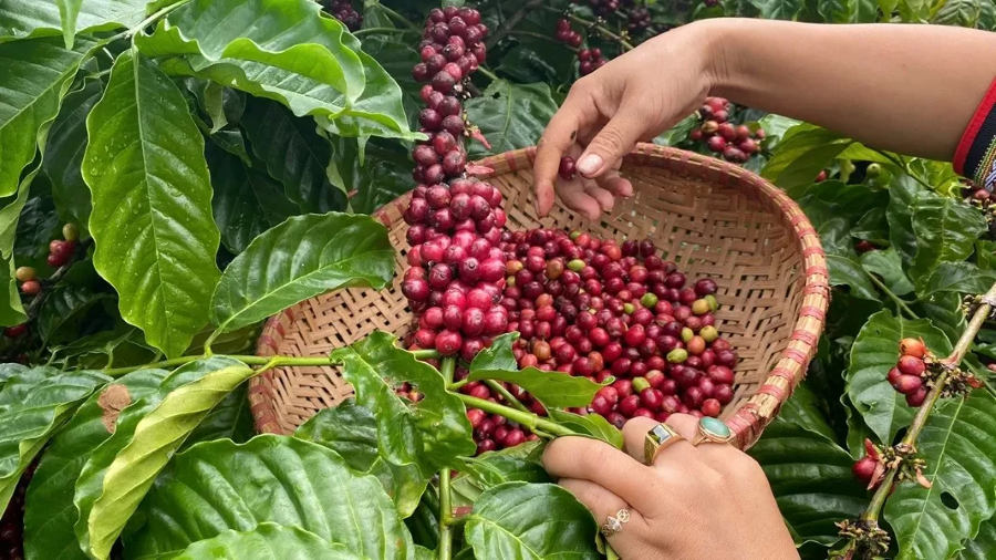 Giá cà phê tại các vùng thuộc Đắk Lắk