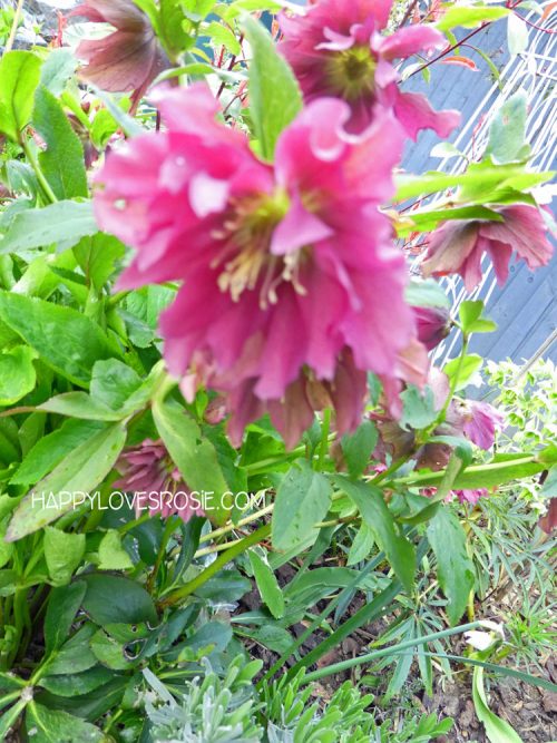 winter flowering shrubs