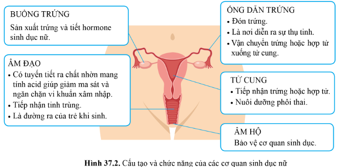 BÀI 37 - SINH SẢN Ở NGƯỜI