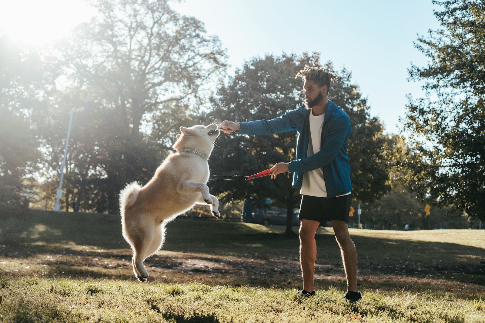 7 Types of Dog Training