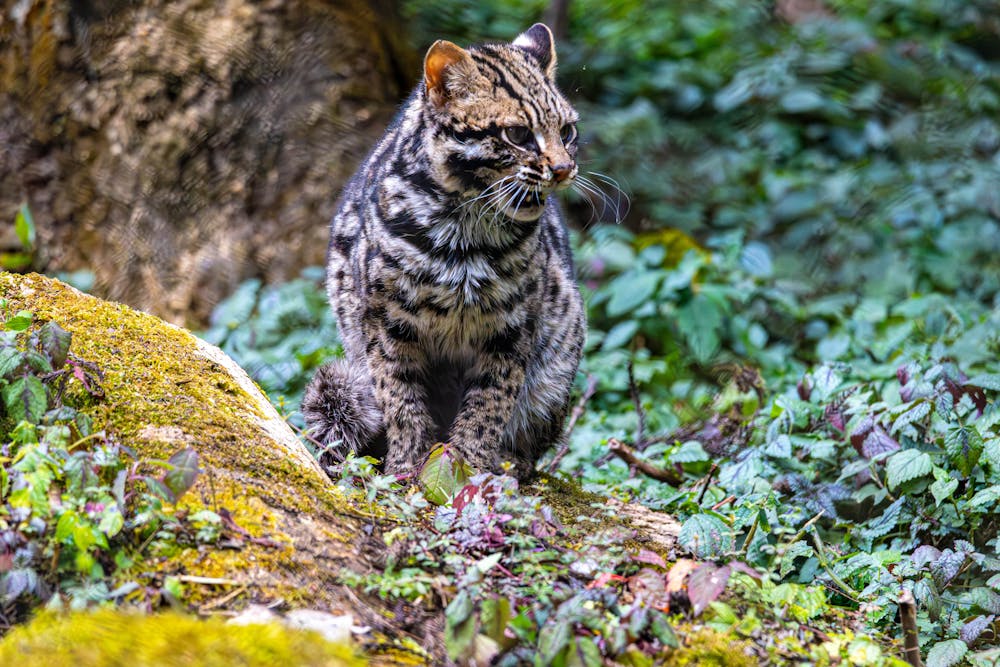 Stunning Portrait of a Fishing Cat in Sikkim Forest