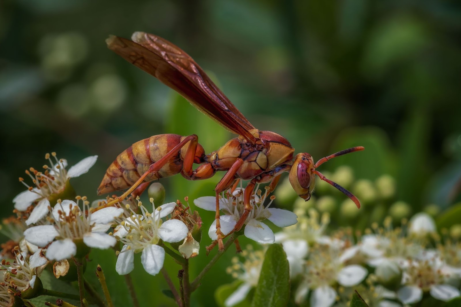 A detailed close-up of a red wasp perched on white flowers, feeding on nectar against a green blurred background.