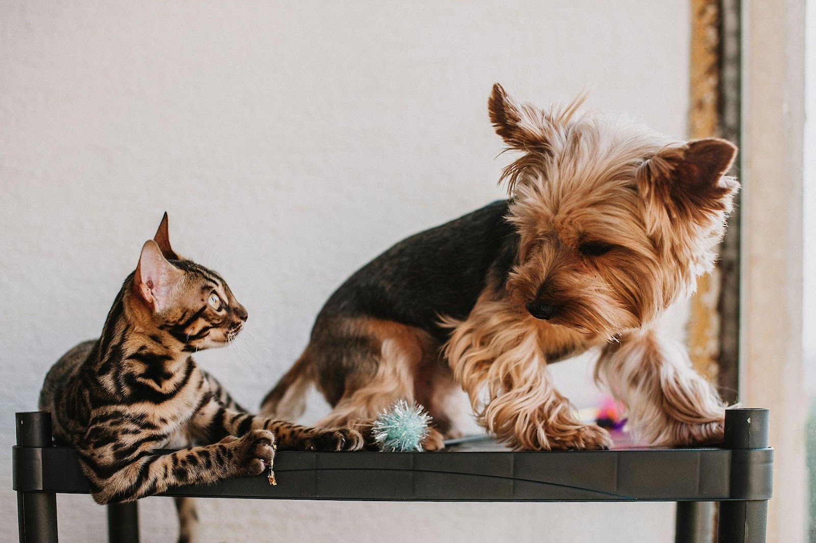 Heartwarming Cat-Dog Friendships That Will Restore Your Faith in Animals