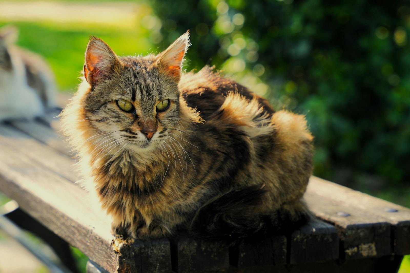 Weird Cat Bathroom Behaviors Explained