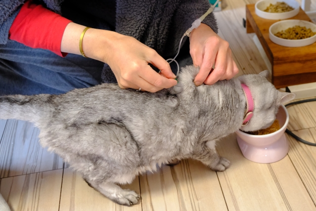 点滴をされる猫