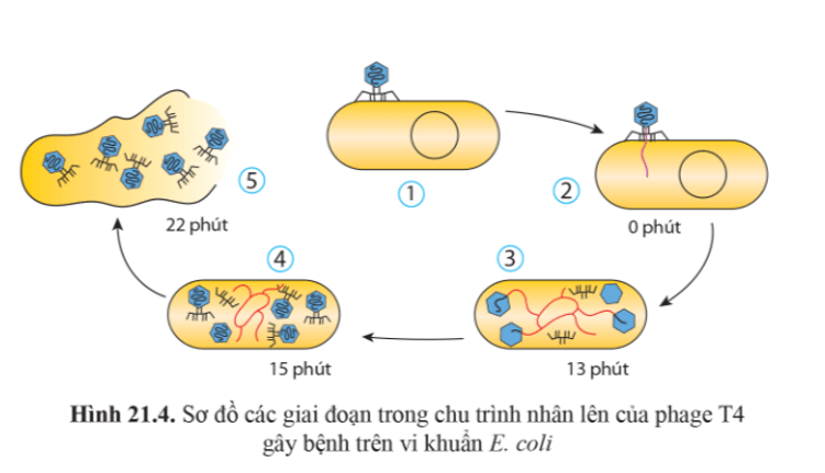 BÀI 21 - KHÁI NIỆM, CẤU TẠO VÀ CHU TRÌNH NHÂN LÊN CỦA VIRUS