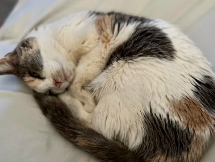 Stress-Induced Illness Threatens Senior Cat Survival