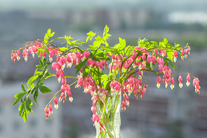 Pruning Bleeding Hearts