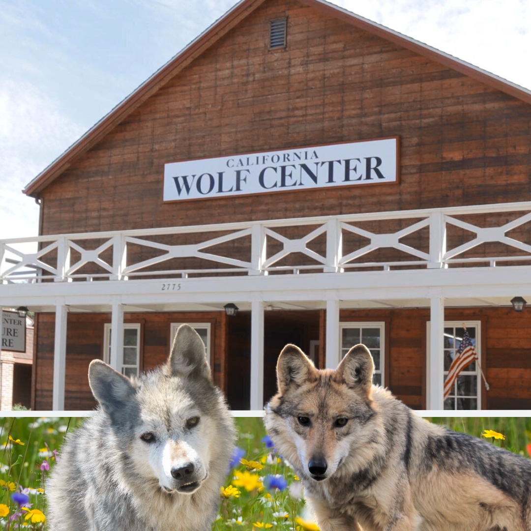 Wolf Center in Julian California