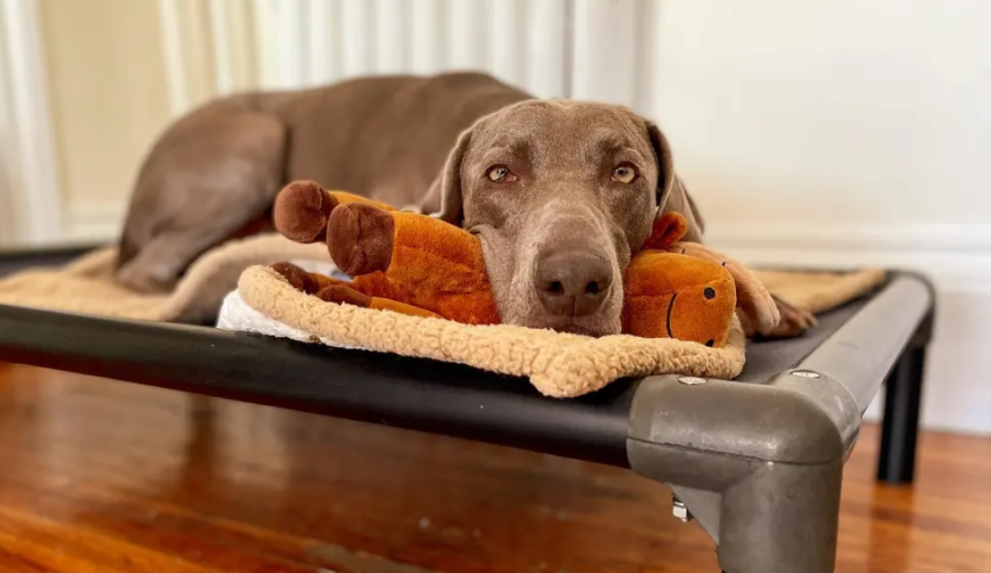 The Benefits of Aluminum Dog Beds: Why Your Pet Deserves the Best