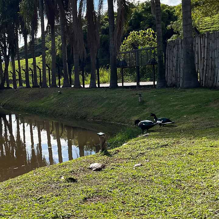 Cerca de um lago com patos e um jardim bem cuidado, com árvores e cerca de madeira, em um cenário ao ar livre.