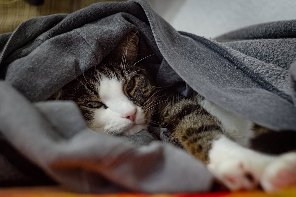 Close-Up Photo of a Cute Furry Tabby Cat