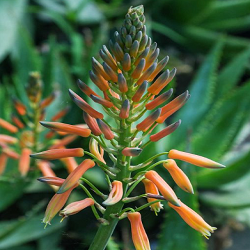 Aloe Vera Flower