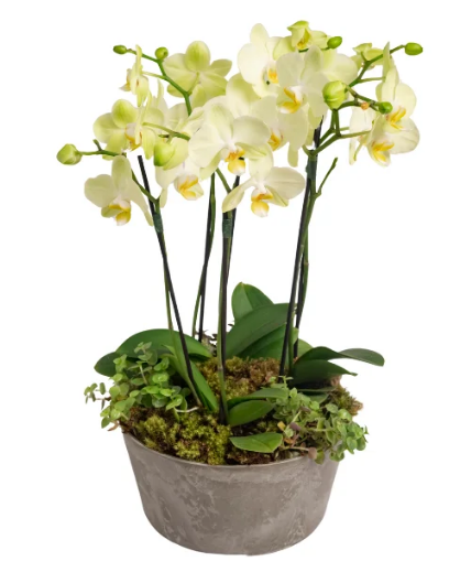 Orquídeas brancas com detalhes amarelos e folhagens brancas em um fundo branco e em um vaso que se assimila com cimento queimado.
