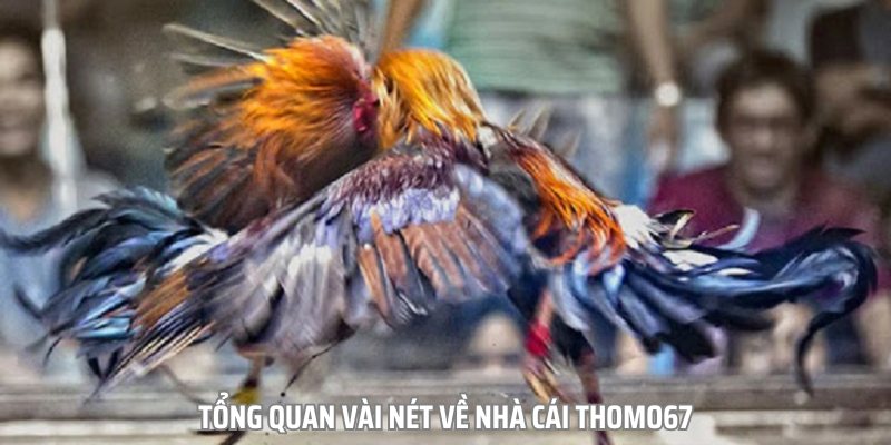 Thomo67 là nơi quy tụ hàng ngàn sản phẩm giải trí đảm bảo xanh chín, uy tín