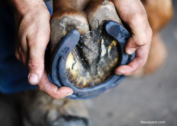 Why Do Horses Wear Horseshoes