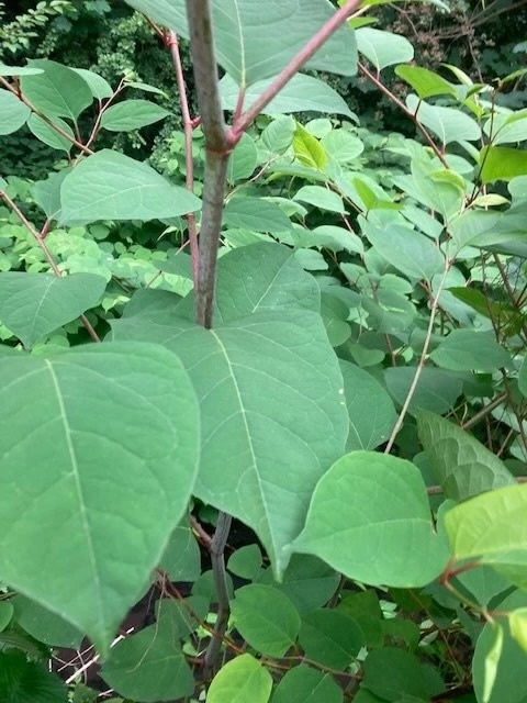 Japanese Knotweed in Summer