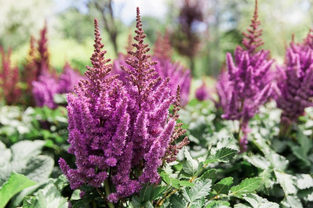 Botanical Description Astilbe