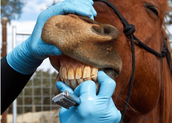 Floating a Horse's Teeth