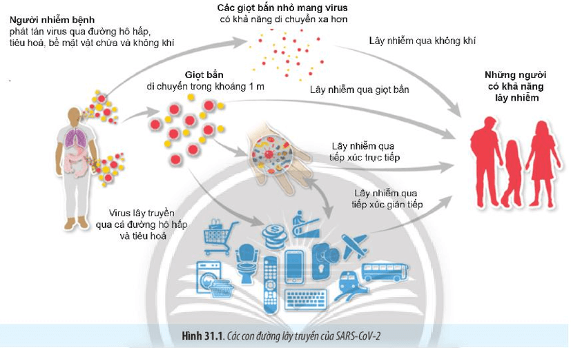 BÀI 31 - VIRUS GÂY BỆNHMỞ ĐẦUCâu 1: Khi người bệnh (do nhiễm virus) hắt hơi, virus theo hàng ngàn giọt bắn bay vào trong không khí và có khả năng lây truyền bệnh cho những người khác. Ngoài ra, virus còn có thể lây truyền qua nhiều con đường khác nhau. Để hạn chế sự lây truyền virus, chúng ta cần thực hiện những biện pháp gì?Giải nhanh:Để hạn chế sự lây truyền virus, có thể áp dụng các biện pháp sau:- Chăm sóc sức khoẻ bản thân và tăng cường hệ miễn dịch.- Tiêm vaccine đầy đủ theo quy định y tế.- Giữ gìn vệ sinh cá nhân và môi trường sống sạch sẽ.Căn cứ vào cơ chế lây truyền của từng loại virus, có thể áp dụng các biện pháp phòng chống khác nhau:- Đối với virus lây truyền qua đường hô hấp: Đeo khẩu trang, rửa tay thường xuyên, giữ khoảng cách an toàn khi tiếp xúc.- Đối với virus lây truyền qua đường tiêu hoá: Thực hiện ăn uống hợp vệ sinh, không dùng chung đồ ăn, uống nước với người khác.- Đối với virus lây truyền qua đường tình dục: Sống lành mạnh và tránh các tệ nạn xã hội.- Đối với virus lây truyền từ mẹ sang con: Tiêm vaccine đầy đủ trước khi mang thai, chữa khỏi bệnh trước khi sinh con (nếu mẹ bị nhiễm virus).I. PHƯƠNG THỨC LÂY TRUYỀN VÀ CÁCH PHÒNG CHỐNG BỆNH DO VIRUS GÂY RACâu 1: Hãy trình bày các phương thức lây truyền bệnh do virus gây ra ở người, động vật và thực vật.Giải nhanh: - Phương thức truyền ngang (từ cá thể này sang cá thể khác)- Truyền dọc (từ cơ thể mẹ sang cơ thể con)Câu 2: Vì sao virus không thể tự lây truyền từ cây này sang cây khác?Giải nhanh:Vì tế bào thực vật có vách cellulose nên virus không thể tự lây nhiễm từ cây này sang cây khác.Câu hỏi 3: Quan sát hình 31.1, hãy phân tích các con đường lây nhiễm SAS-CoV-2.Giải nhanh:Phương thức truyền ngang: Từ người bệnh tới người không bị bệnh thông qua các giọt bắn nhỏ mang virus hoặc các giọt bắn trong phạm vi 1m. Ngoài ra có thể lâu nhiễm qua tiếp xúc trực tiếp như bắt tay, ôm, hôn,.. hoặc tiếp xúc gián tiếp qua các loại đồ ăn, đồ vật khác. Câu 4: Quan sát Hình 31.2, hãy trình bày con đường lây nhiễm virus ở thực vật qua côn trùng.Giải nhanh:Con đường lây nhiễm virus từ thực vật sang côn trùng diễn ra như sau: khi côn trùng đốt vào cây bị nhiễm virus, virus sẽ đi theo thức ăn vào trong cơ thể của côn trùng. Tại đây, virus xâm nhập vào bào tuyến nước bọt của côn trùng. Sau đó, khi côn trùng đốt vào tế bào sạch virus, virus từ tuyến nước bọt sẽ qua kênh nước bọt của côn trùng xâm nhập vào tế bào đó.Luyện tập: Vì sao bệnh do virus gây ra lây lan nhanh, rộng và khó kiểm soát?Quan sát Hình 31.3, hãy phân tích khả năng lây truyền của virus trong không khí qua các giọt tiết.Giải nhanh:Bệnh do virus gây ra lây lan nhanh, rộng và khó kiểm soát: Bởi vì có rất nhiều con đường truyền virus từ người nhiễm bệnh sang người không nhiễm bệnh.Tùy từng loại virus mà khả năng lây truyền virus trong không khí là khác nhau. Bệnh do virus Ebola có khả năng lây nhiễm qua các giọt tiết là trong khoảng dưới 1,8 m. Còn đối với virus gây bệnh sởi là lớn hơn 1,8m.Câu 5: Dựa vào triệu chứng và cơ chế lây truyền của một số bệnh do virus gây ra trong bảng 31.1, 31.2, 31.3, hãy nêu các biện pháp phòng chống virus cho từng loại bệnh trên.Giải nhanh:Các biện pháp phòng chống các bệnh do virus gây ra ở ngườiTên bệnhBiện pháp phòng chốngHIV/AIDSSống lành mạnh, chung thuỷ một vợ một chồng. Không quan hệ tình dục bừa bãi.Trong trường hợp quan hệ tình dục với một đối tượng chưa rõ có bị nhiễm HIV không, cần phải thực hiện tình dục an toàn để bảo vệ cho bản thân bằng cách sử dụng bao cao su mới đúng cách.Dùng thuốc diệt tinh trùng và HIV: phổ biến là Nonoxynol-9 (Menfagol) được làm dưới dạng kem bôi, viên đặt, hoặc tẩm vào màng xốp, bao cao su.Không tiêm chích ma túy.Chỉ truyền máu và các chế phẩm máu khi thật cần thiết, và chỉ nhận máu và các chế phẩm máu đã xét nghiệm HIV.Hạn chế tiêm chích. Chỉ sử dụng bơm kim tiêm vô trùng. Không dùng chung bơm kim tiêm. Sử dụng dụng cụ đã tiệt trùng khi phẫu thuật, xăm, xỏ lỗ, châm cứu...Tránh tiếp xúc trực tiếp với các dịch cơ thể của người nhiễm HIVDùng riêng đồ dùng cá nhân: dao cạo, bàn chải răng, bấm móng tay,...Phụ nữ nhiễm HIV không nên mang thai, vì tỷ lệ lây truyền HIV sang con là 30%. Nếu có thai thì uống thuốc dự phòng theo hướng dẫn của bác sĩ.Sởi ĐứcCách phòng bệnh đặc hiệu là tiêm vắc xin Rubella đơn giá hoặc phối hợp vắc xin Sởi - Rubella đầy đủ và đúng lịch cho trẻ em từ 1 tuổi đến 14 tuổi; phụ nữ nên tiêm phòng trước khi có thai ít nhất 3 tháng, khi đã mang thai thì không nên tiêm.Không tiếp xúc gần với người nghi mắc bệnh Rubella. Thường xuyên rửa tay bằng xà phòng.Giữ vệ sinh thân thể, mũi, họng, mắt và răng miệng hàng ngày. Đảm bảo nhà ở và nhà vệ sinh thông thoáng, sạch sẽ. Tăng cường dinh dưỡng.Đối với nhà trẻ, mẫu giáo, trường học nơi tập trung đông trẻ em cần giữ gìn vệ sinh sạch sẽ, thông thoáng; thường xuyên khử trùng đồ chơi, dụng cụ học tập và phòng học bằng các chất sát khuẩn thông thường.Khi phát hiện có các dấu hiệu nghi mắc bệnh Rubella cần được cách ly và đến ngay cơ sở y tế để được thăm khám, tư vấn và điều trị kịp thời.Viêm đường hô hấp cấpTránh tiếp xúc với người bị bệnh đường hô hấp cấp tính. Khi cần tiếp xúc với người bệnh, phải đeo khẩu trang y tế và giữ khoảng cách khi tiếp xúc.Che miệng và mũi khi ho hoặc hắt hơi; tốt nhất bằng khăn vải hoặc khăn tay khi ho hoặc hắt hơi để làm giảm phát tán các dịch tiết đường hô hấp, sau đó hủy hoặc giặt sạch khăn ngay.Giữ vệ sinh cá nhân, rửa tay thường xuyên bằng xà phòng, tránh đưa tay lên mắt, mũi, miệng.Thường xuyên súc họng bằng nước sát khuẩn miệng.Tăng cường thông khí nơi làm việc, nhà ở, trường học, cơ sở y tế,... bằng cách mở các cửa ra vào và cửa sổ, hạn chế sử dụng điều hòa.Thường xuyên lau nền nhà, tay nắm cửa và bề mặt các đồ vật trong nhà bằng các chất tẩy rửa thông thường, như xà phòng và các dung dịch khử khuẩn thông thường khác.Tăng cường sức khỏe bằng ăn uống, nghỉ ngơi, sinh hoạt hợp lý, luyện tập thể thao.Nếu thấy có biểu hiện của bệnh viêm đường hô hấp cấp tính, phải thông báo ngay cho cơ sở y tế gần nhất để được tư vấn, cách ly và điều trị kịp thời.Các biện pháp phòng chống các bệnh do virus gây ra ở động vậtTên bệnhBiện pháp phòng chốngDịch tả lợn Châu PhiChuồng trại sạch sẽ thoáng mát, có tường rào bao quanh khu vực chăn nuôi. Nước thải, chất thải phải được xử lí, không đổ trực tiếp ra ngoài môi trường. Bố trí máng ăn uống riêngVề lợn giống: Lợn nhập phải có nguồn gốc rõ ràng, khỏe mạnh. Trước khi nhập đàn phải nuôi cách lí 2 tuần.Chăm sóc nuôi dưỡng: Sử dụng thức ăn có nguồn gốc rõ ràng, nước phải sạch không sử dụng trực tiếp từ các ao, hồ, sông. Tiêm phòng đầy đủ, vệ sinh chuồng trại định kỳ. Hạn chế người ra vào khu chăn nuôi.Cúm gia cầm H5N1Bảo vệ những con gia cầm nuôi có khả năng tiếp xúc với những con chim hoang dã, chẳng hạn như đàn nhỏ khi chạy ngoài trời.Kiểm soát sự tiếp xúc của người và các thiết bị đến chuồng gia cầmDuy trì vệ sinh các vật dụng, chuồng trại, thiết bị, phương tiện và giày dép. Khử trùng thường xuyên.Tránh đưa gia cầm chưa rõ tình trạng bệnh vào đàn.Báo cáo khi gia cầm bị bệnh hoặc chếtXử lý phân chuồng và gia cầm chết một cách phù hợp.Duy trì giám sát: Tối thiểu cần tuân thủ theo các quy định của địa phương liên quan đến giám sát và kiểm định đàn giống.Bệnh đốm trắng ở tômDiệt tất cả các vật chủ trung gian truyền bệnh bằng vôi hoặc hóa chất, lấp hết các hang ở bờ ao để cua còng không có nơi trú ẩn. Rào lưới để ngăn chim, ngăn giáp xác từ các ao khác vào ao nuôi.Vét sạch bùn đáy ao, sau đó tiến hành rải vôi và phơi ao từ 5 -7 ngày.Cấp nước vào ao nuôi qua màng lọcTiến hành diệt khuẩn ao nuôi để loại bỏ hoàn toàn các mầm bệnh, sau đó cấy men vi sinh để gây màu nước trước khi thả giống.Chọn con giống chất lượng, che bạt vào mùa đông để duy trì nhiệt độ trong ao nuôi nhằm ngăn chặn dịch bệnh bùng phát.Trong trường hợp ao tôm bị đốm trắng, thực hiện các biện pháp cách ly ngay. Nếu tôm đã đạt kích cỡ thương phẩm thì thu hoạch sớm để tránh thiệt hạiXử lý tôm chết phải đem đi xa khu vực nuôi, chôn cùng với vôi bột, không vứt tôm bị đốm trắng ra môi trường bên ngoài.Luyện tập: Hãy nêu các phương pháp làm tăng sức đề kháng của con người, động vật và thực vật.Giải nhanh:Tiêm vacine Ăn uống đủ chấtTập thể dục thể thao thường xuyênCâu 6: Biến thể của virus là gì? Vì sao virus có nhiều biến thể?Giải nhanh:Bởi vì sau nhiều lần virus nhân lên trong tế bào vật chủ, bộ gene của chúng có thể bị đột biến và thay đổi so với bộ gên ban đầu, tạo ra các biến thể mới.Câu 7: Quan sát hình 31.4, hãy cho biết các biến thể của SARS-CoV-2 khác nhau ở điểm nào?Giải nhanh:Các biến thể của SARS-CoV-2 khác nhau về tổng số đột biến và đặc trưng của gene S, có thể thay đổi các chức năng như khả năng lây lan hiệu quả hơn, giảm khả năng liên kết với kháng thể, và có thể làm giảm hiệu quả của vaccine so với chủng gốc.Luyện tập: Vì sao các biến thể mới của virus lại nguy hiểm hơn biến thể cũ?Giải nhanh:Các biến thể mới thường có khả năng lây nhiễm cao hơn, tăng khả năng xâm nhập vào các tế bào vật chủ, do đó các biến thể mới virus có khả năng lẩn tránh hệ miễn dịch.  BÀI 31 - VIRUS GÂY BỆNH