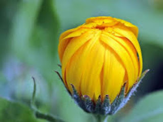 Marigold: - Potting - Season - in - the - Hills - and  Plains, - Compost, - Propagation, - Diseases, - and - Treatment
