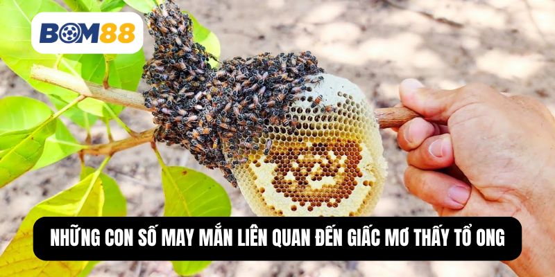 Những con số may mắn liên quan đến giấc mơ thấy tổ ong