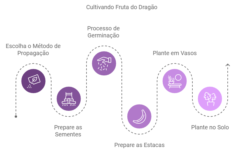 infográfico Como plantar pitaya