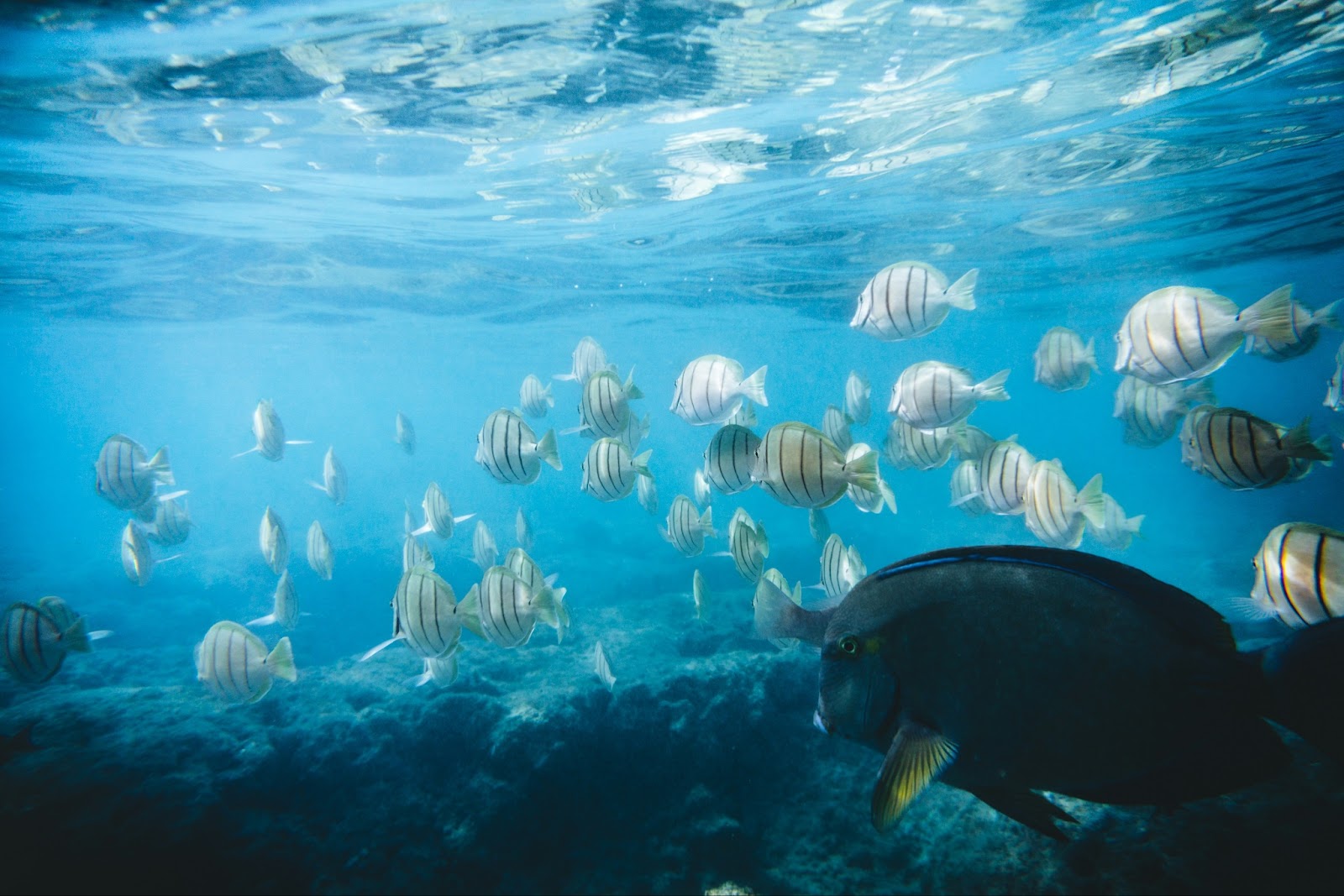 A snorkeler at Hulopo‘e Bay exploring the vibrant coral reefs.