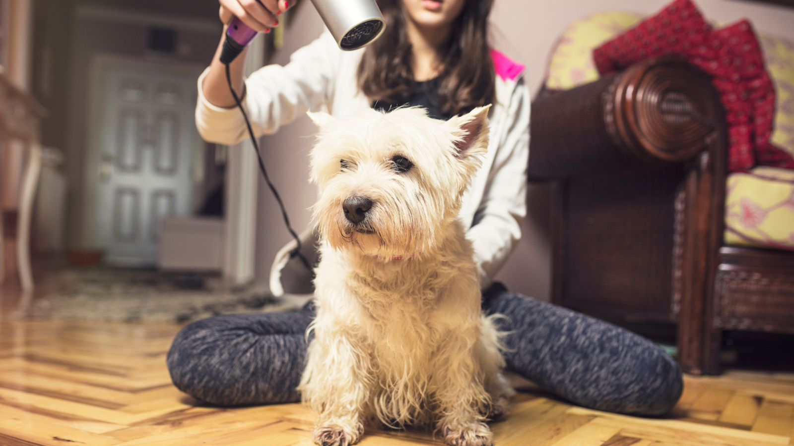 how to groom a dog