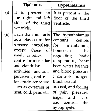 NCERT Solutions For Class 11 Biology Neural Control and Coordination Q9.4