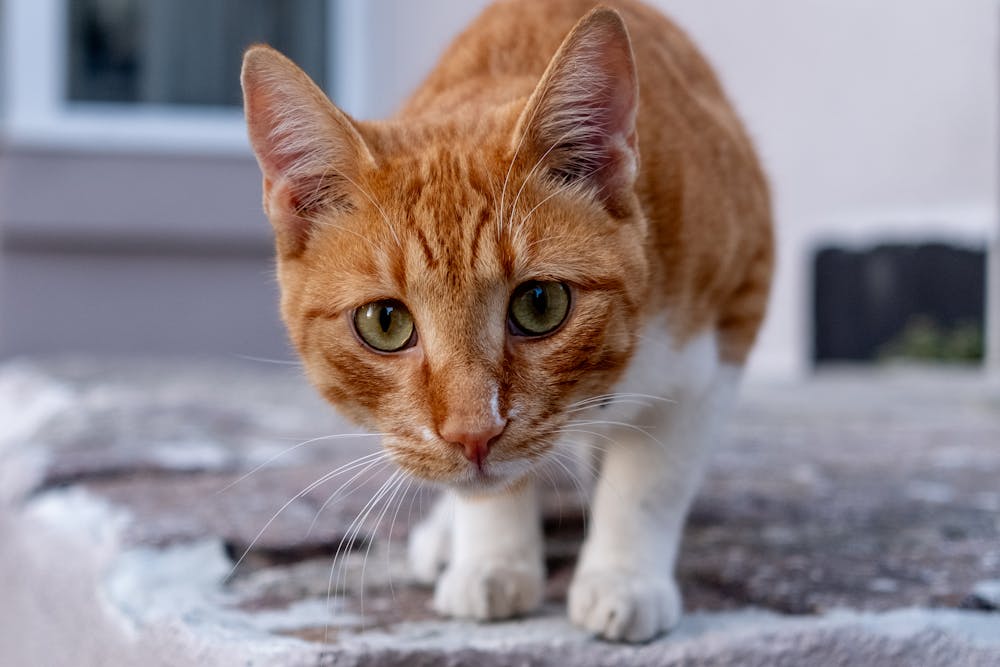 Ginger Tabby Kitten on Wall