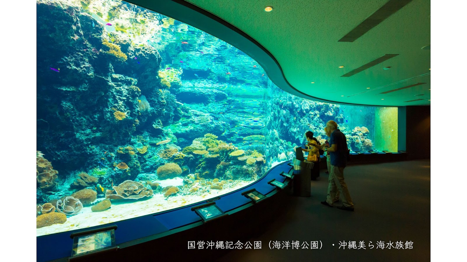 沖繩必去景點沖繩美麗海水族館｜沖繩北部