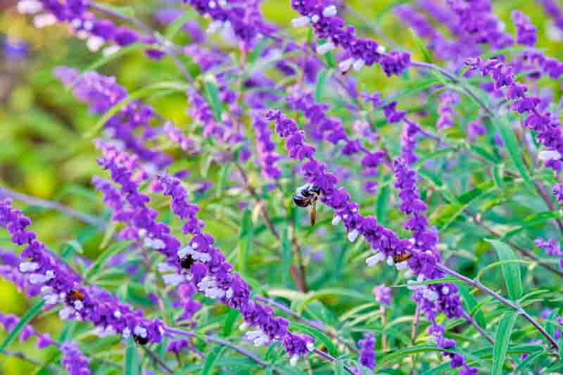 Salvia Attractive to Pollinators