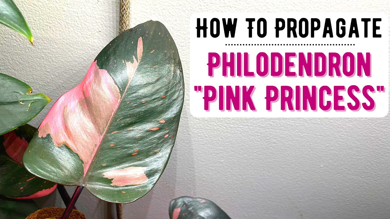 Propagating Philodendron Pink Princess