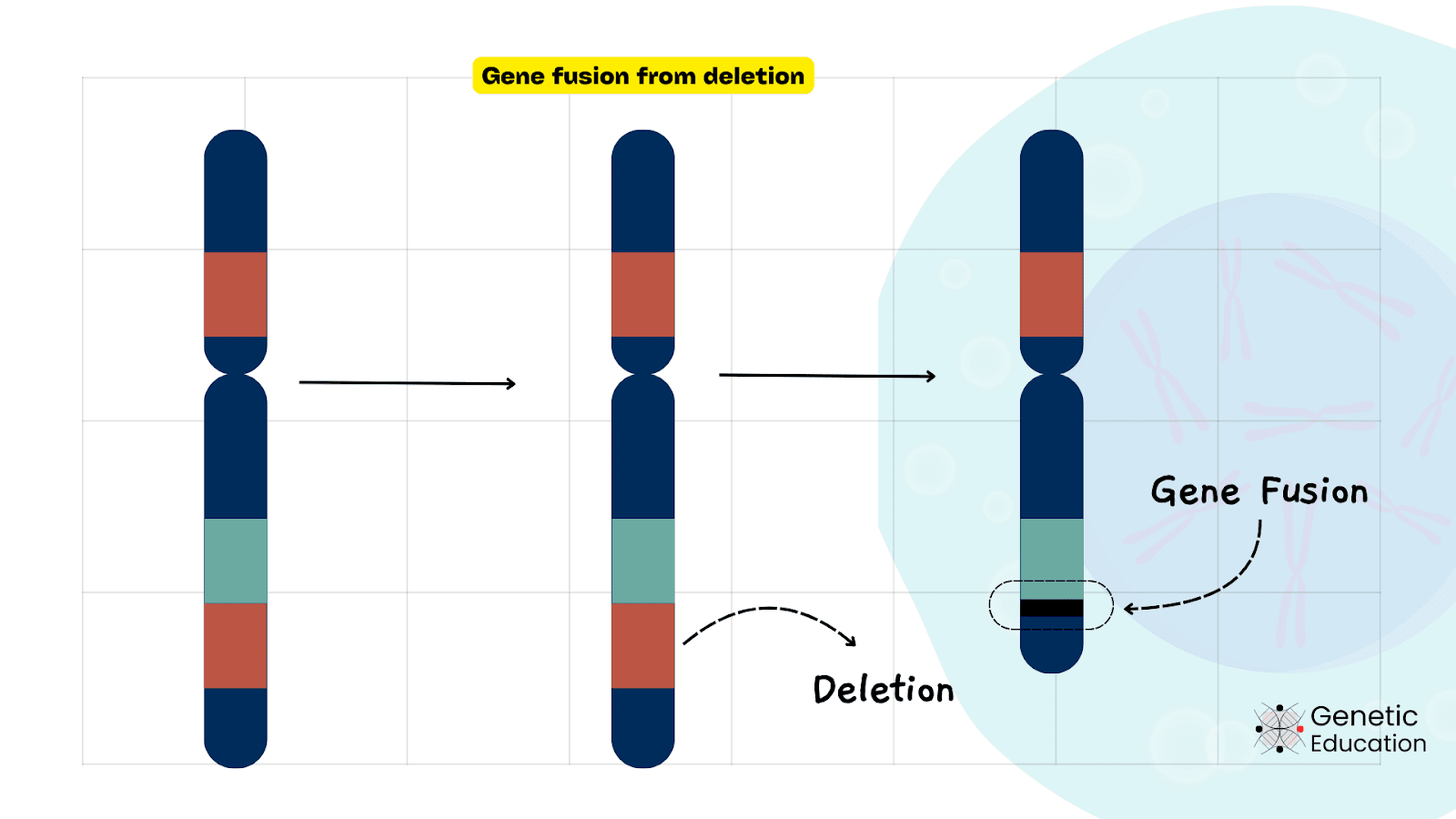 Illustration of gene fusion by chromosomal inversion.