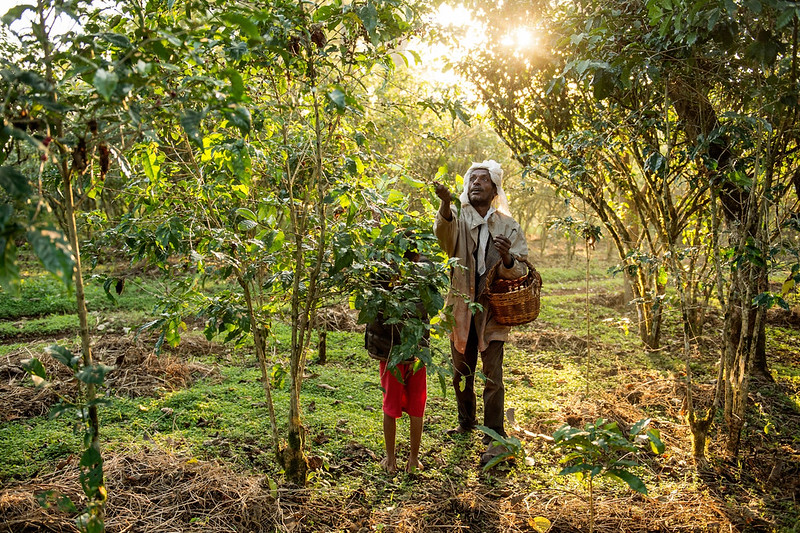 Arabica Coffee: The Delicate, High-Altitude Aristocrat