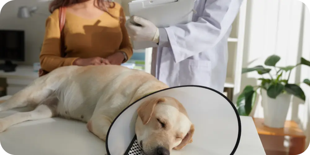 sick dog with cone on head